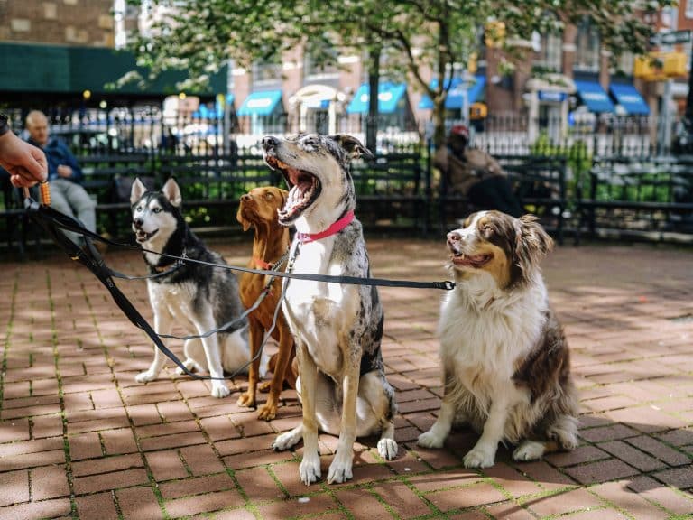 Bonos Premium Paseador de perro en Tenerife